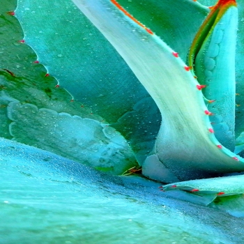 folhas verdes agave