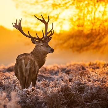 Elk Animal photography theme HD Wallpaper