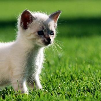 white kitten-Cat photography wallpaper