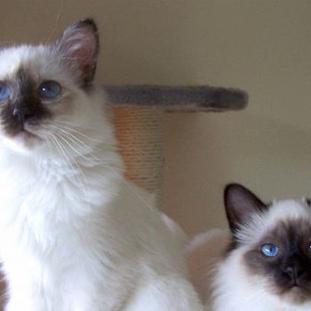 two birman cats-Cat photography wallpaper