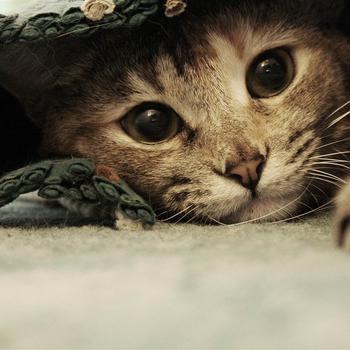 sweet kitten hiding-Cat photography wallpaper