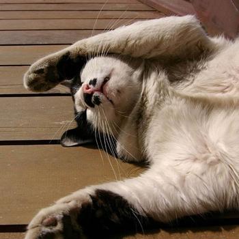 sleepy cat-Cat photography wallpaper