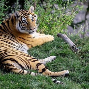 Tiger Amurshaya-Animal World Series Wallpaper