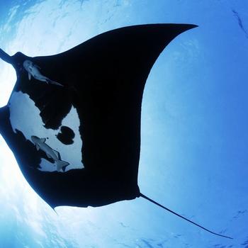 Manta Ray-Animal World Series Wallpaper