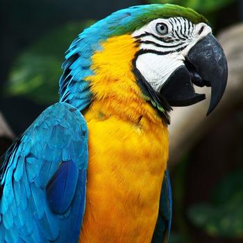 Lovely Parrot-Animal World Series Wallpaper