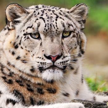 Leopard-Animal World Series Wallpaper
