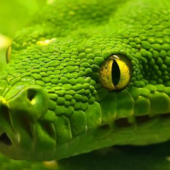 Green Snake-Animal World Series Wallpaper