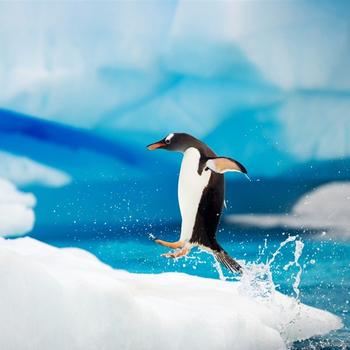 Antarctic Penguins-Animal World Series Wallpap..