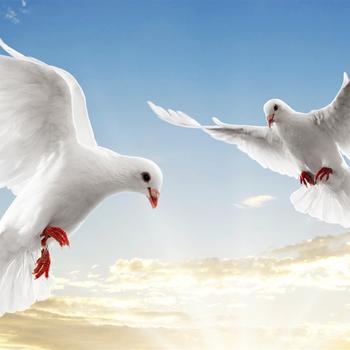Peace Dove-Animal World Series Wallpaper
