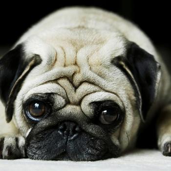 pug-Animal World Series Wallpaper