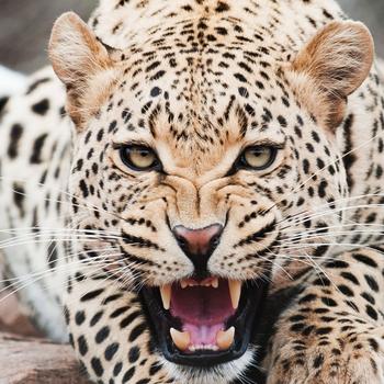 Cheetah-Animal World Series Wallpaper