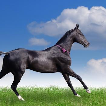 Horse Photography-wallpaper Album-second s