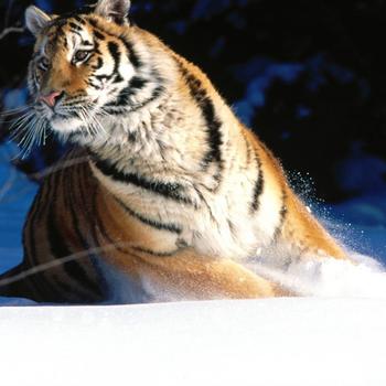 Siberian Tiger photo-Animal World Series Wallp..