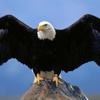 Wings of the vulture-Animal World Series Wallp..