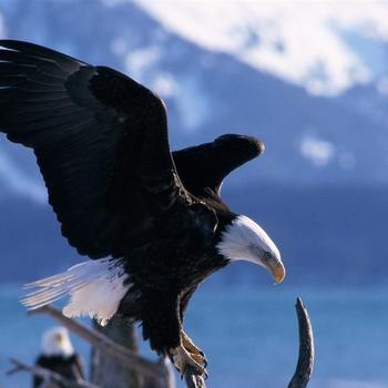 Full-fledged Condor-Animal World Series Wallpa..