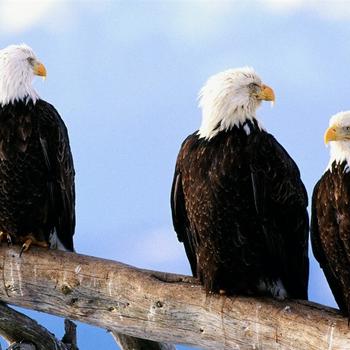 Wild and Free Bald Eagles-Animal World Series ..