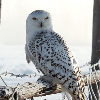 Winter white owl-Animal World Series Wallpaper