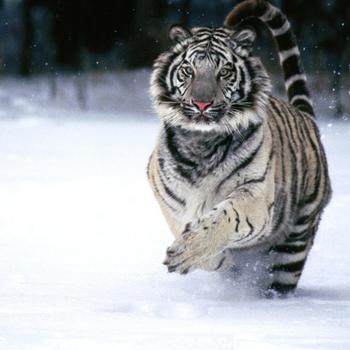 Snow tiger running-Animal World Series Wallpap..