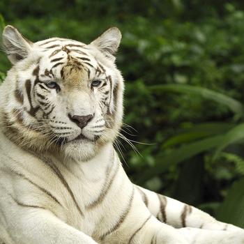 White Tiger Singapore--Animal World Series Wal..