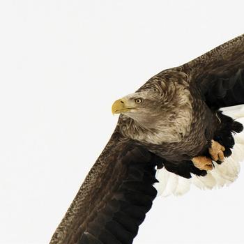 White Tailed Eagle Japan-Animal World Series W..