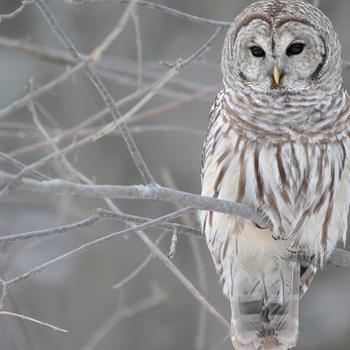White Owl-Animal World Series Wallpaper