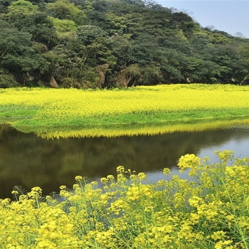 Bridges strong spring bloom-China National Geo..