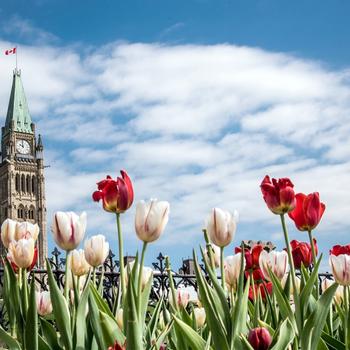 Tulips Parliament Buildings Festival Ottawa Bi..