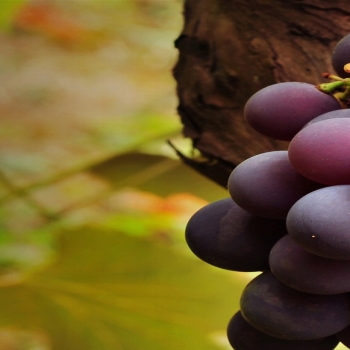 Purple grape vine-fruit food wallpapers