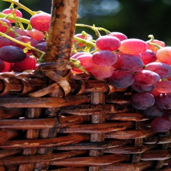 Red grape basket-fruit food wallpapers
