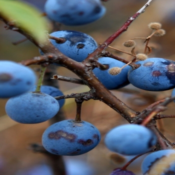 Autumn black grapes-fruit food wallpapers