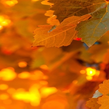 Autumn black grapes-fruit food wallpaper