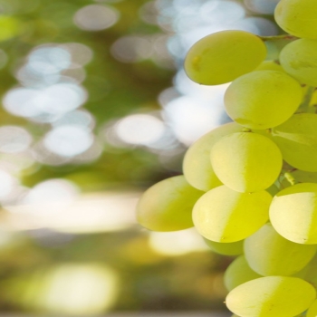 white grape bokeh-fruit food wallpaper