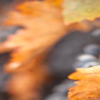 Black Grapes Dry Leaves-fruit food wallpaper