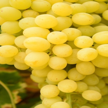 White Grapes Leaves-fruit food wallpaper