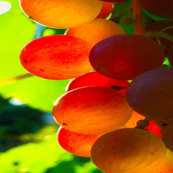 Red Grapes Leaves Sunlight-fruit food wallpape..