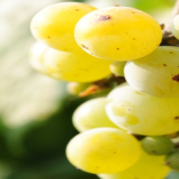 White Grapes Leaves Macro-fruit food wallpaper