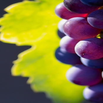 White Grapes Farm-fruit food wallpaper