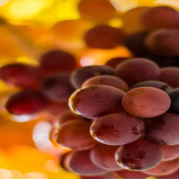 Purple Grapes Sunshine-fruit food wallpaper