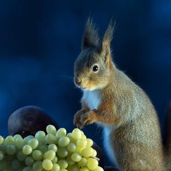 squirrel grapes food-High Quality Wallpaper