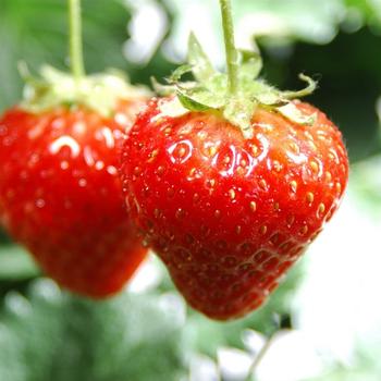 strawberries couple-Food HD Wallpaper