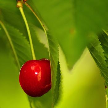 berry cherry red ripe-Food HD Wallpaper