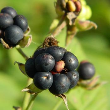 berries grass ripe-Food HD Wallpaper