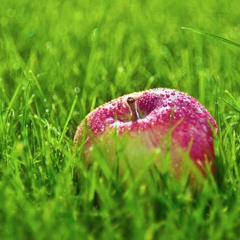 apple grass drops-Food HD Wallpaper