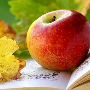 apple leaves autumn-Food HD Wallpaper