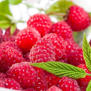raspberry berry delicious-Food HD Wallpaper