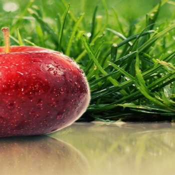 grass ripe apple red-food drinks HD wallpaper