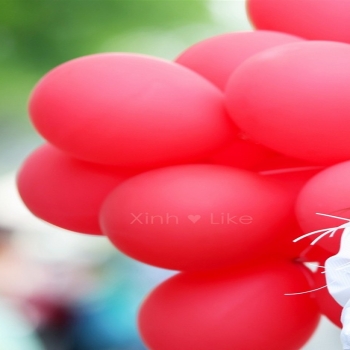 pink balloons-photo HD wallpaper