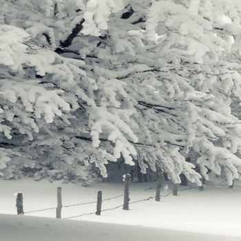 Winter snow storm trees frost snow drifts-2016..