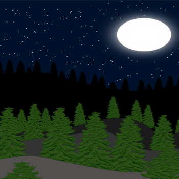 Night forest view