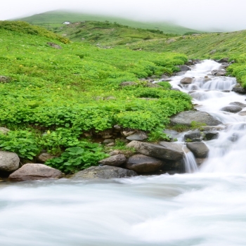 Beautiful flow foggy grass